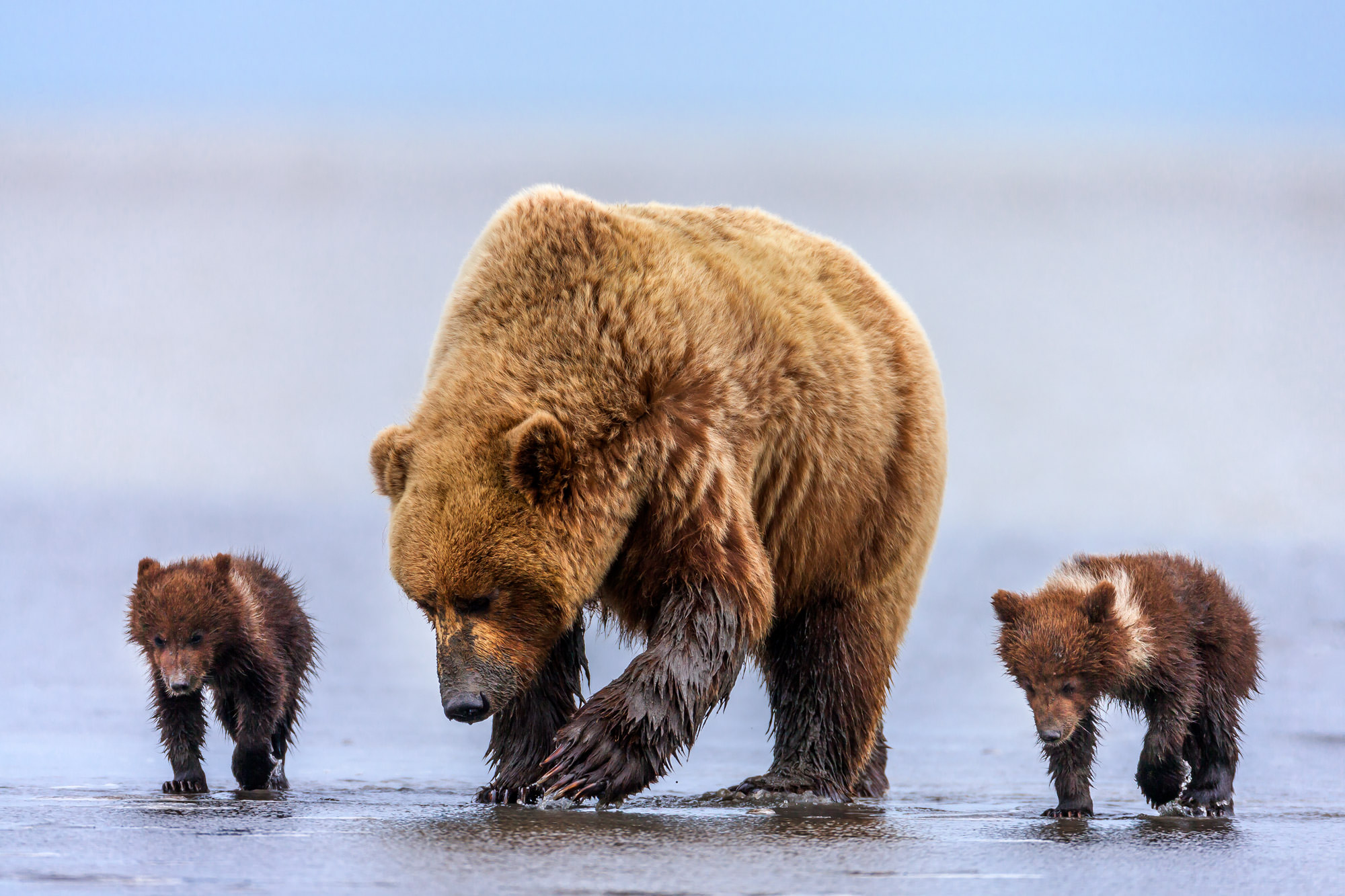 Bear with her little cubs